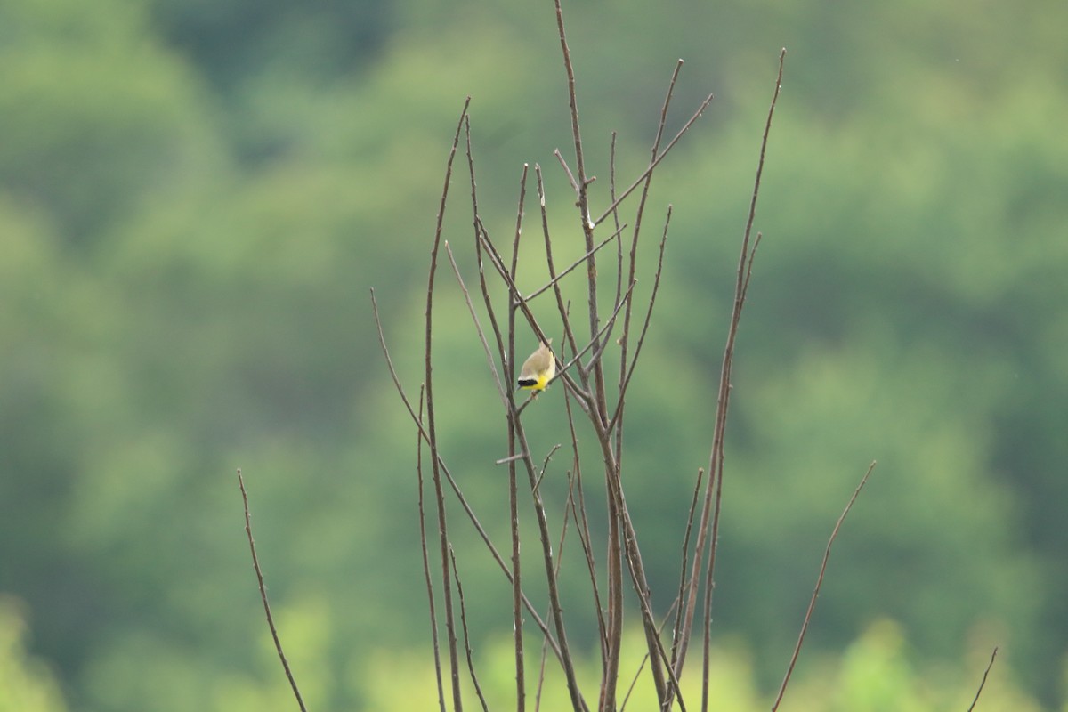 Common Yellowthroat - ML637626596