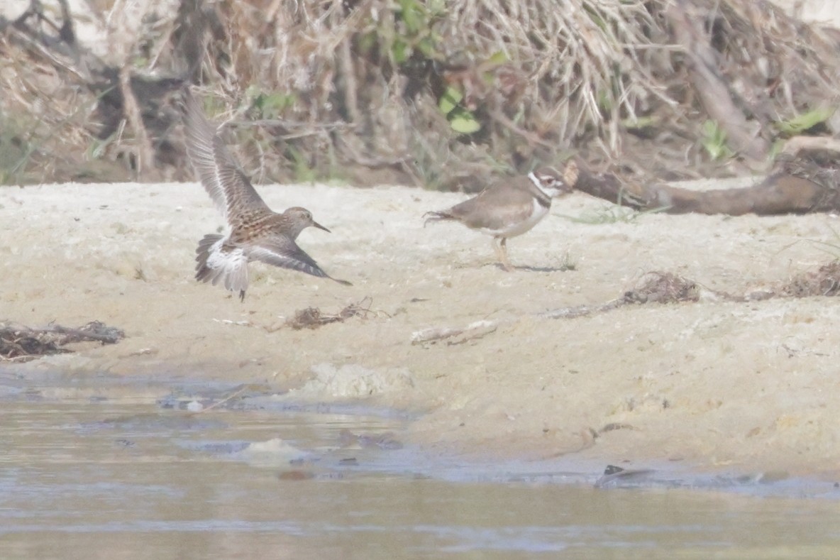 White-rumped Sandpiper - ML637626597