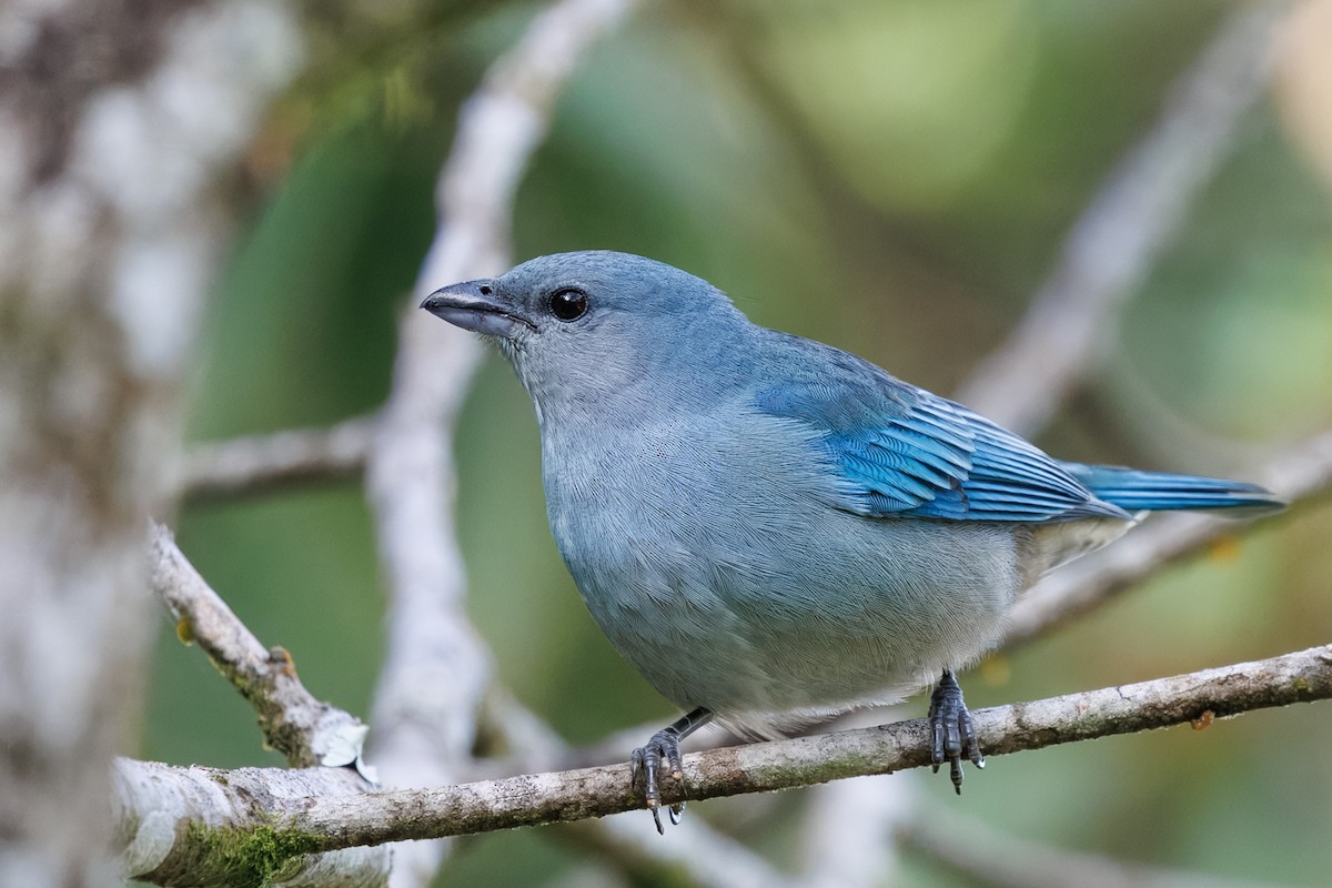 Azure-shouldered Tanager - ML637626598