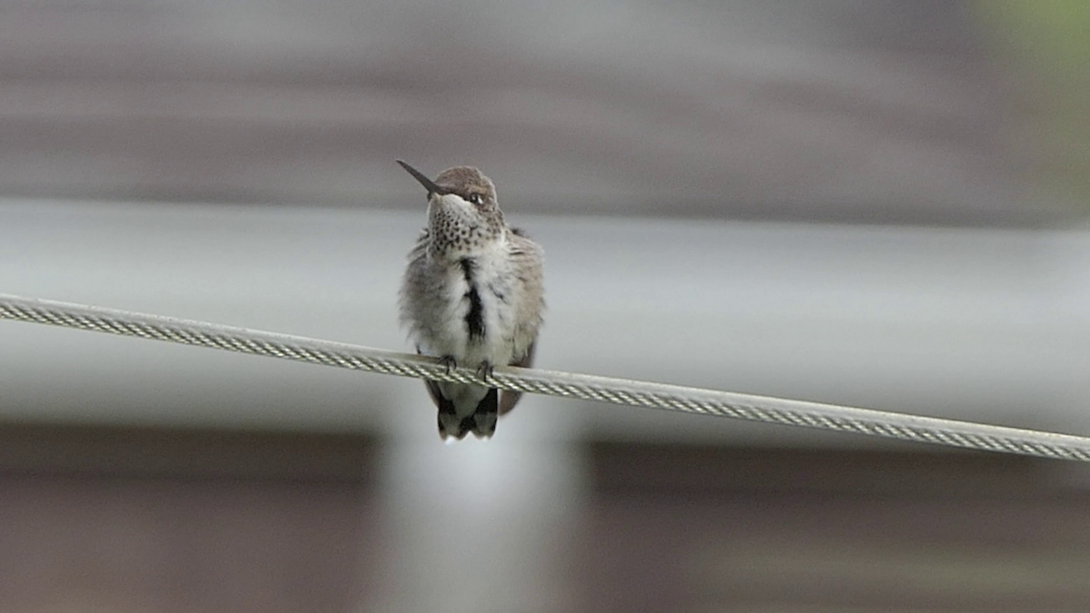 Black-chinned Hummingbird - ML637626599