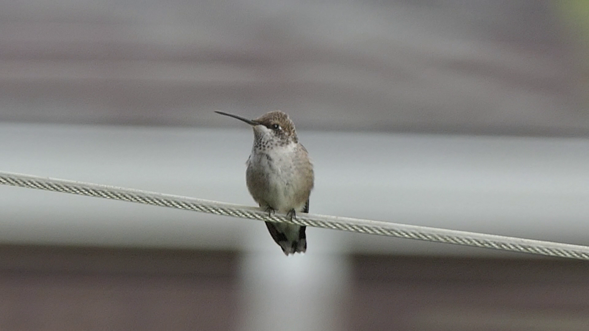 Black-chinned Hummingbird - ML637626600