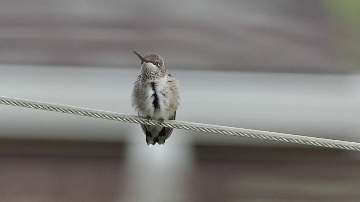 Black-chinned Hummingbird - ML637626601