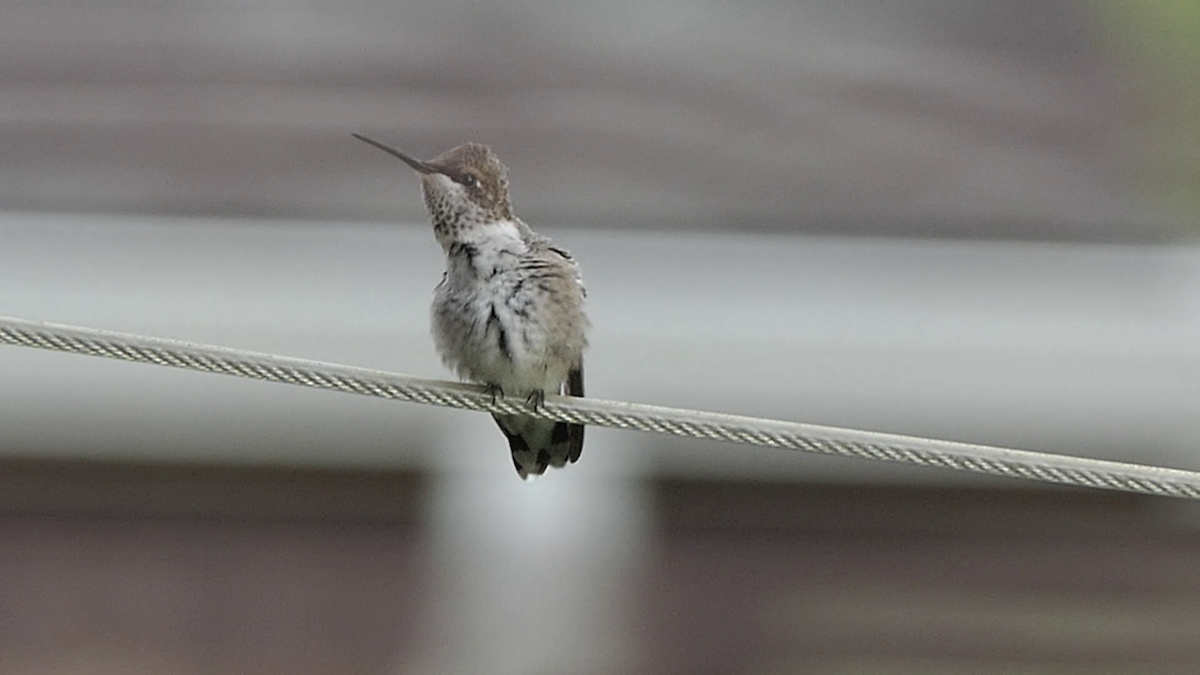 Black-chinned Hummingbird - ML637626602