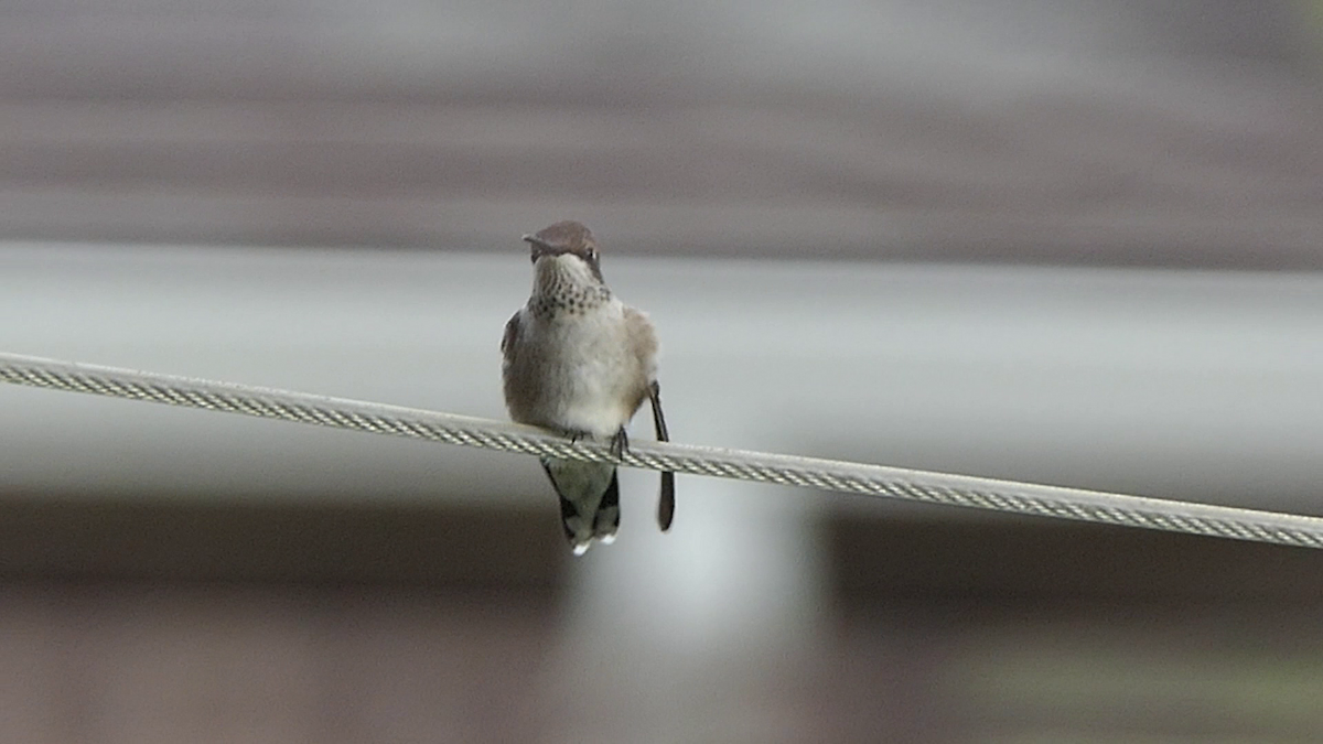 Black-chinned Hummingbird - ML637626603