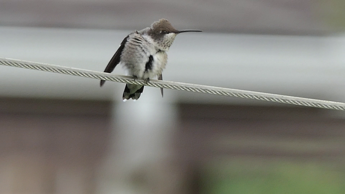 Black-chinned Hummingbird - ML637626605