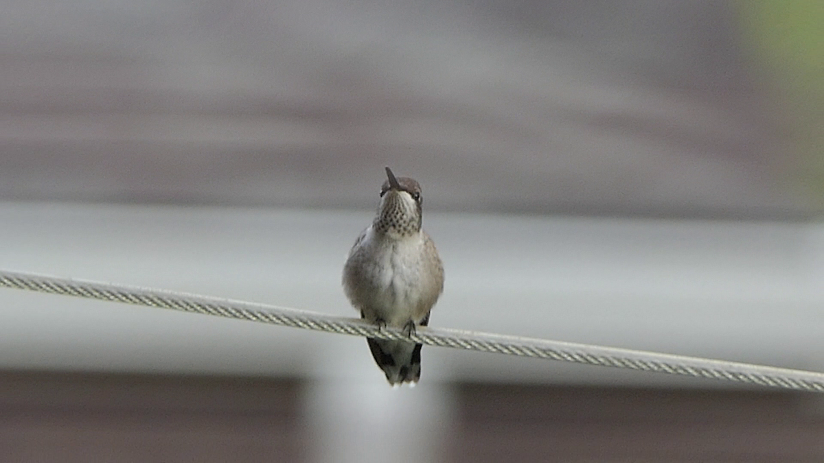 Black-chinned Hummingbird - ML637626606