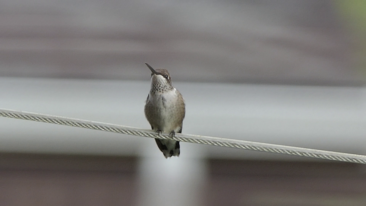 Black-chinned Hummingbird - ML637626607