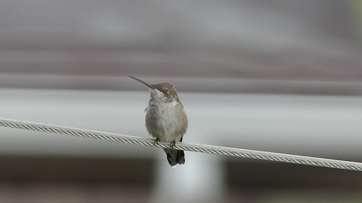 Black-chinned Hummingbird - ML637626608