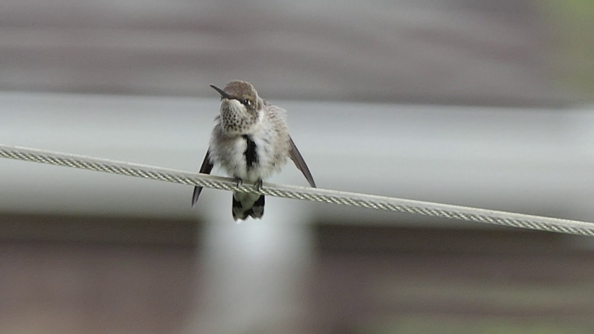 Black-chinned Hummingbird - ML637626609