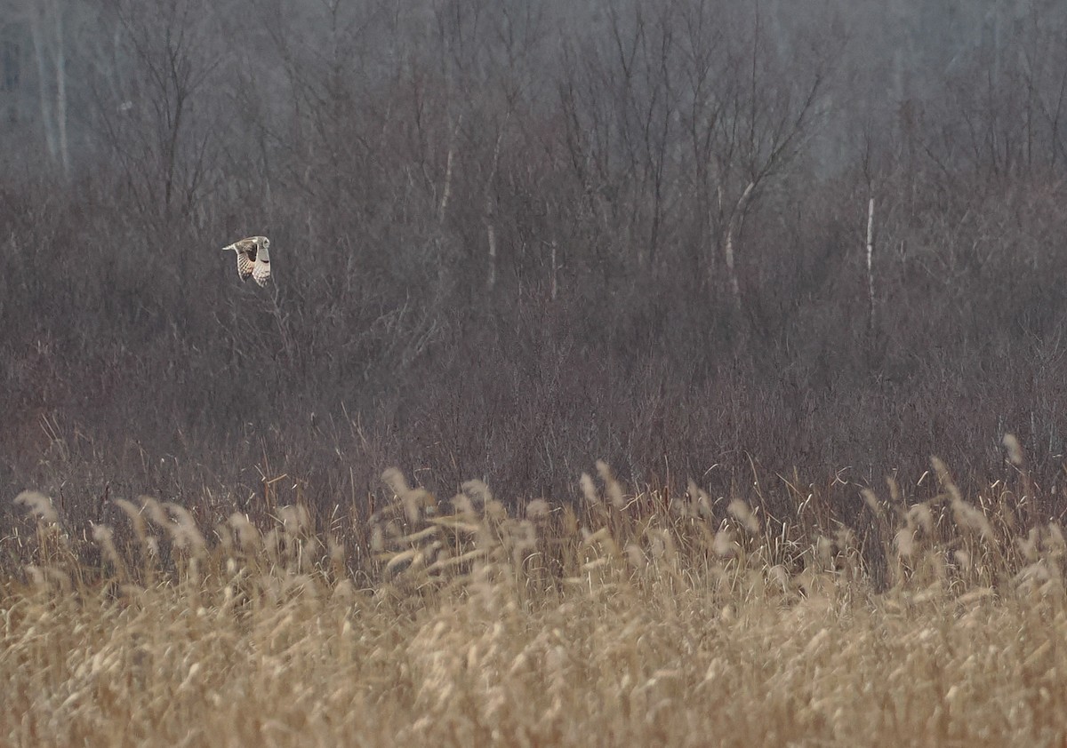 Short-eared Owl (Northern) - ML637626611