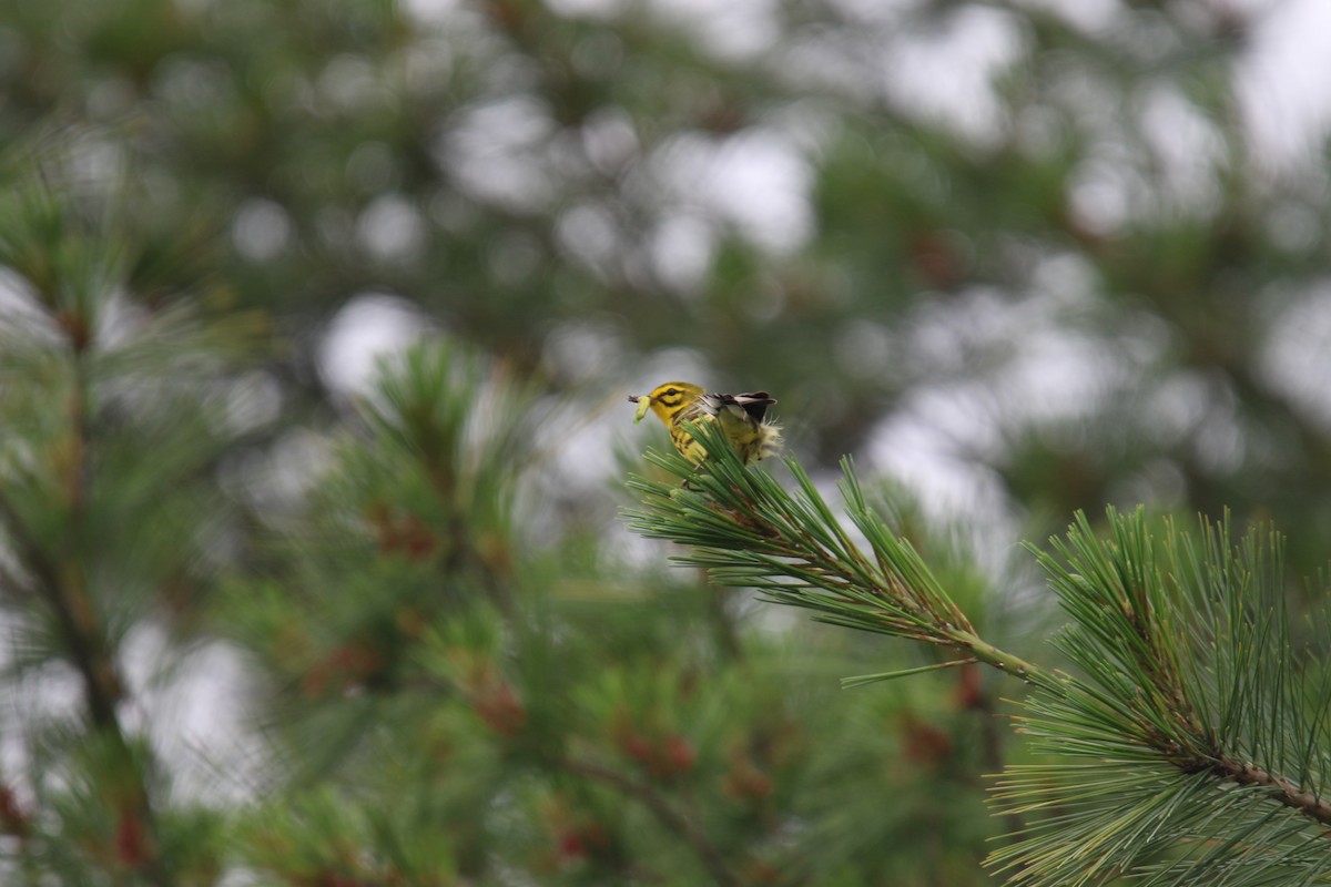 Prairie Warbler - ML637626612