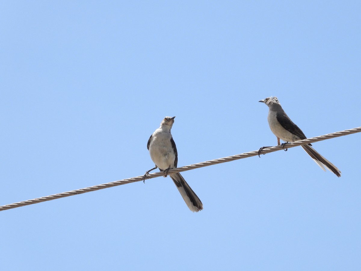 Tropical Mockingbird - ML637626613