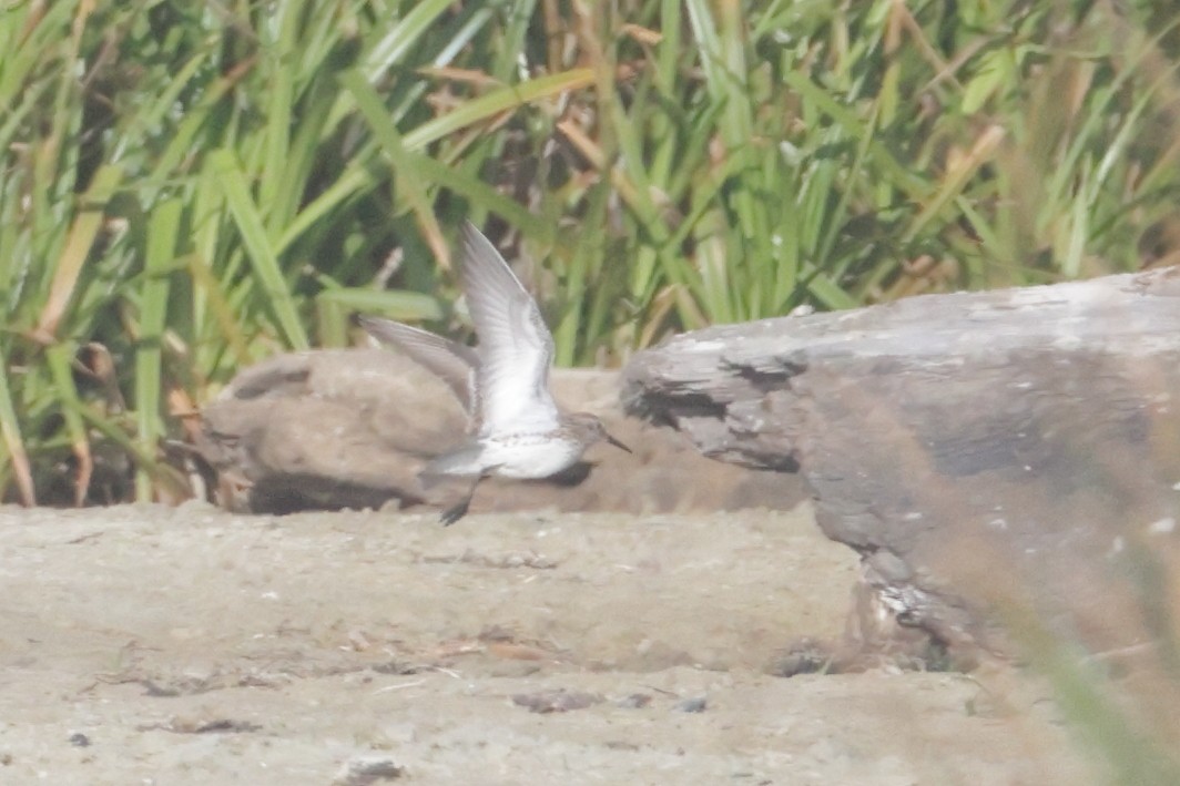White-rumped Sandpiper - ML637626625