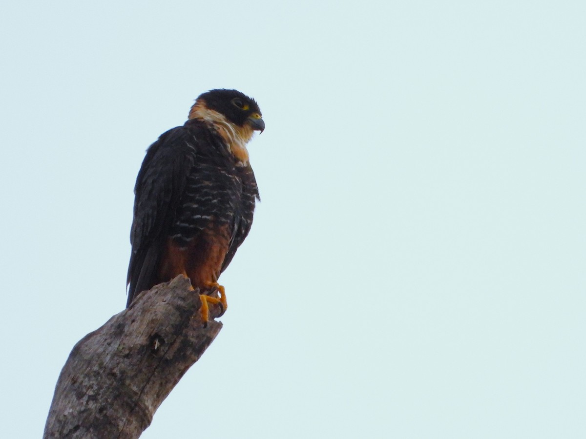 Bat Falcon - ML637626626