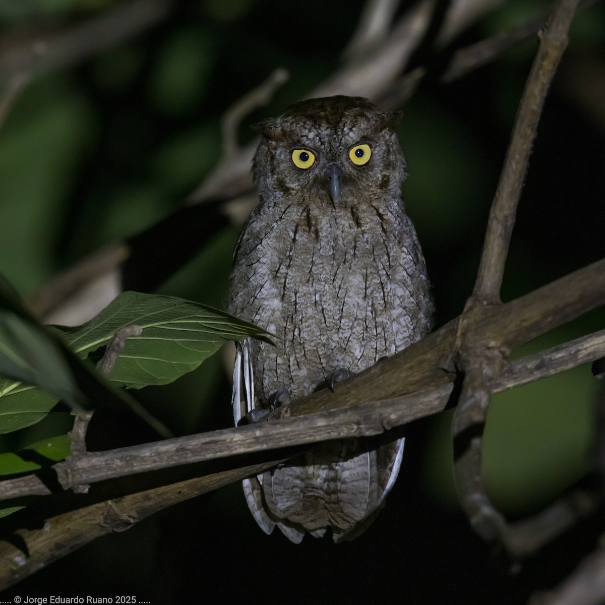 Pacific Screech-Owl - ML637626646