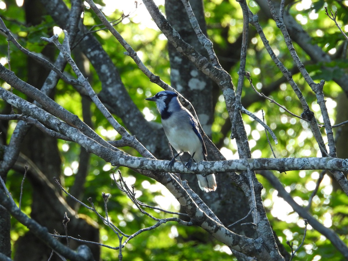 Blue Jay - ML637626648
