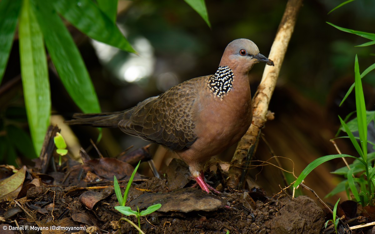 Spotted Dove - ML637626675