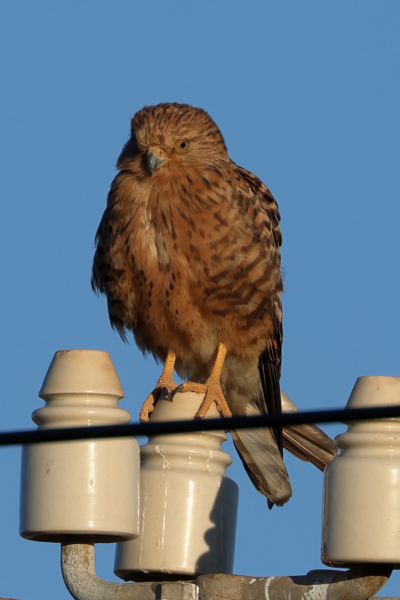 Greater Kestrel - ML637626692