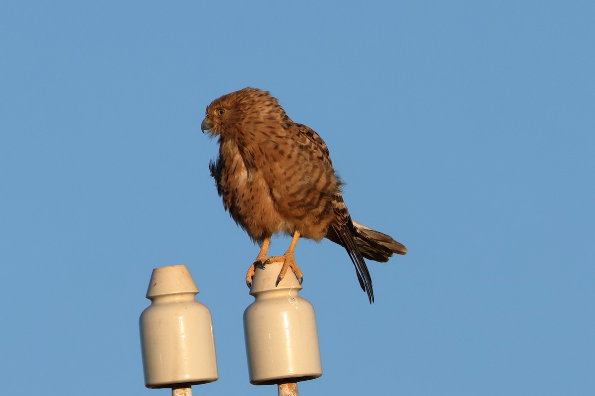 Greater Kestrel - ML637626693