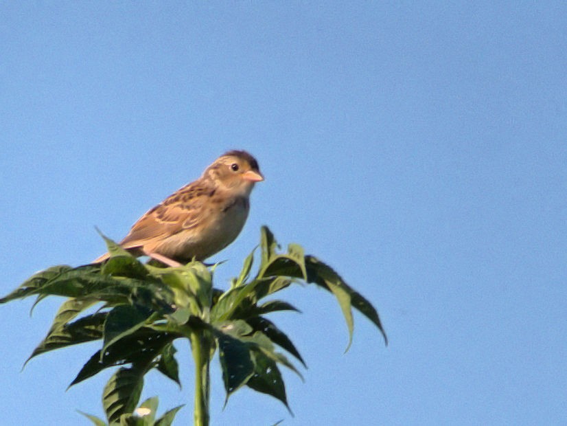 Grasshopper Sparrow - ML63762671