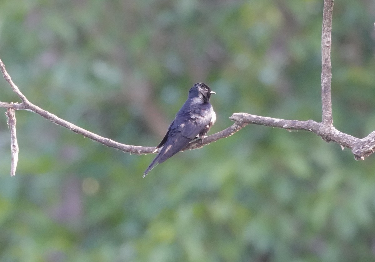 White-banded Swallow - ML637626710