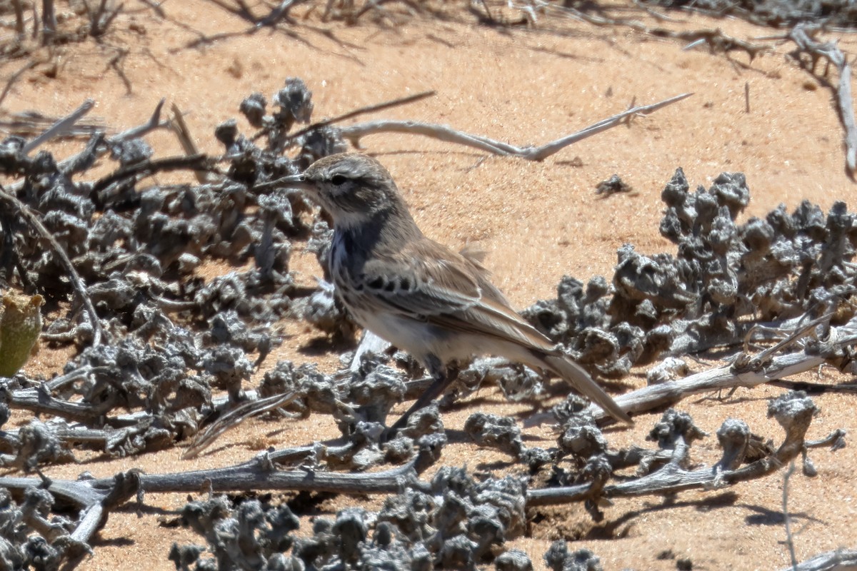 Dune Lark - ML637626718