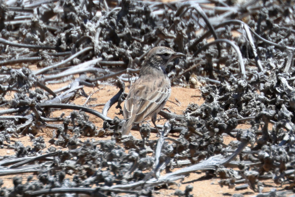 Dune Lark - ML637626719