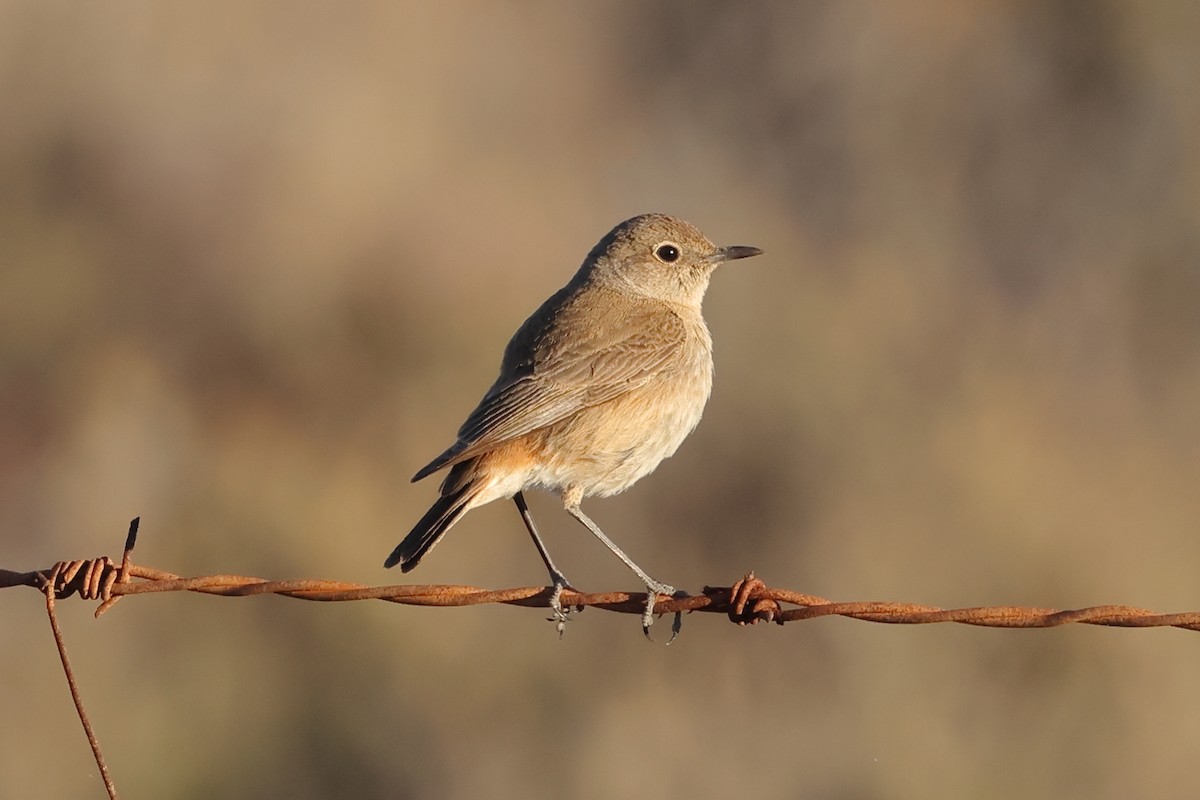 Sickle-winged Chat - ML637626725