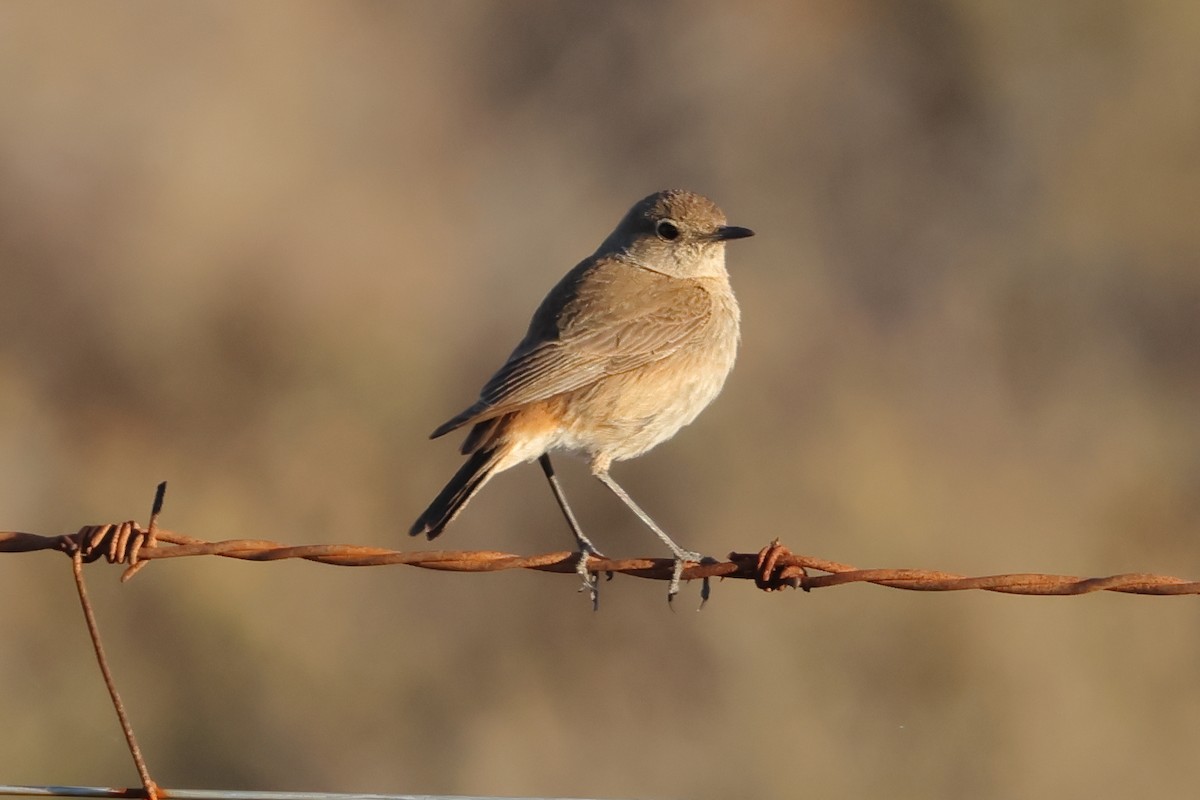 Sickle-winged Chat - ML637626726