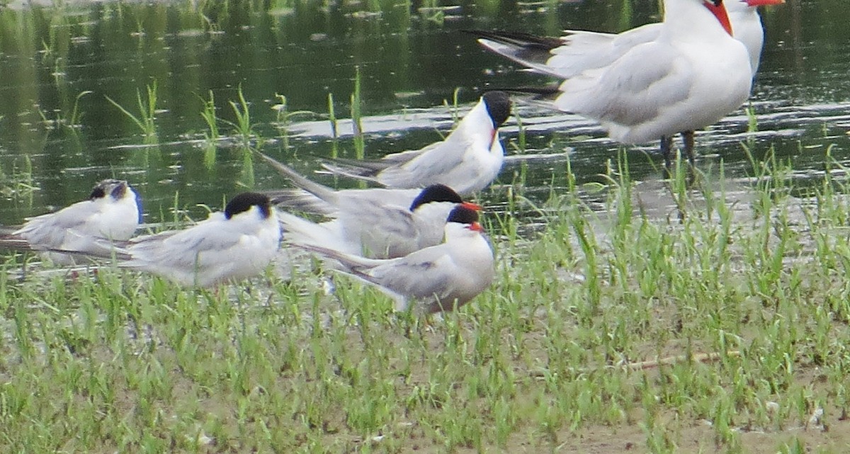 Common Tern - ML637626739
