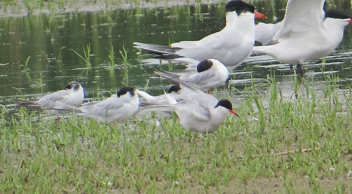 Common Tern - ML637626740