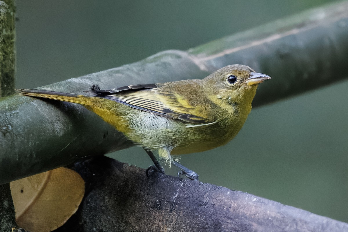 Yellow-backed Tanager - ML637626750