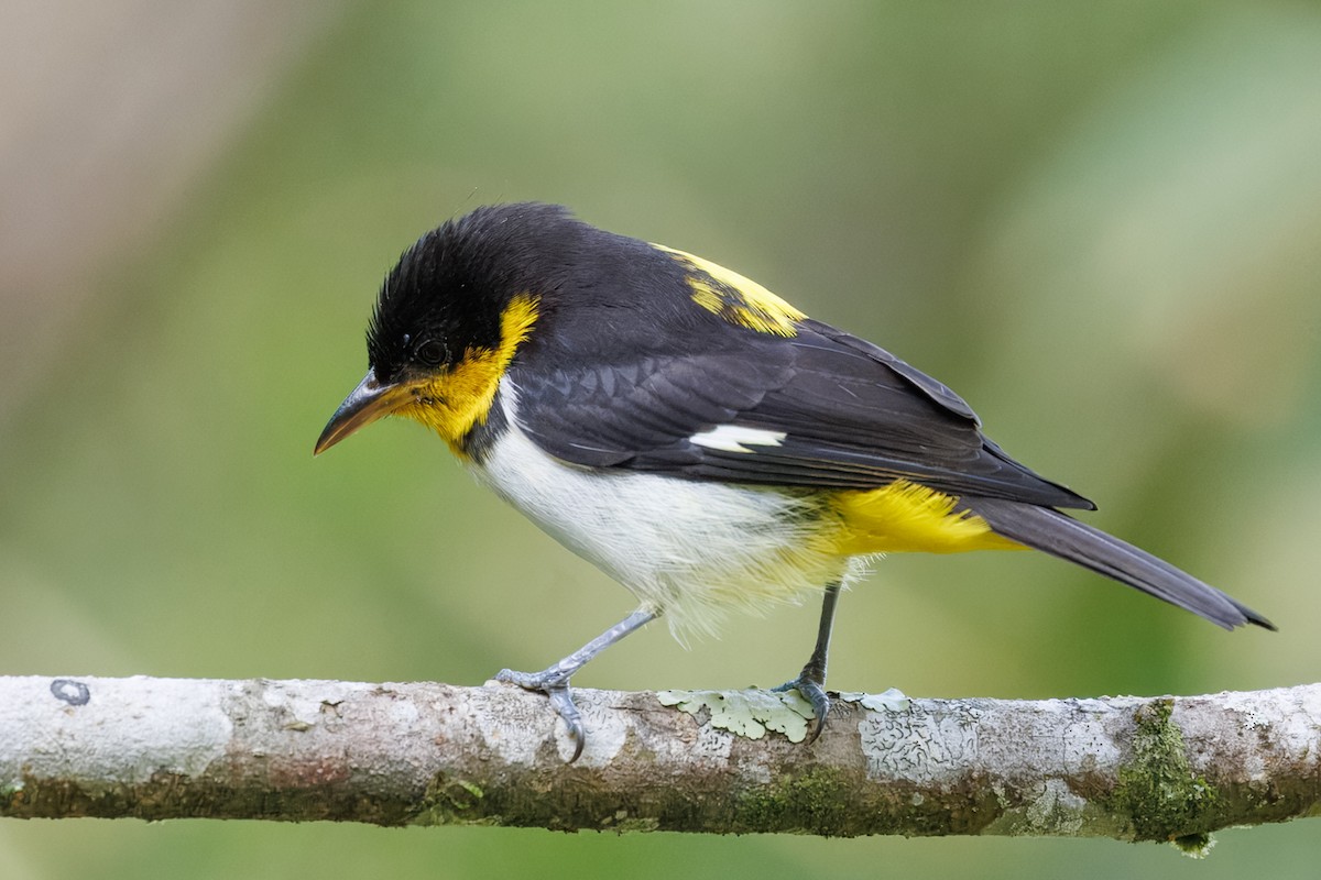 Yellow-backed Tanager - ML637626751