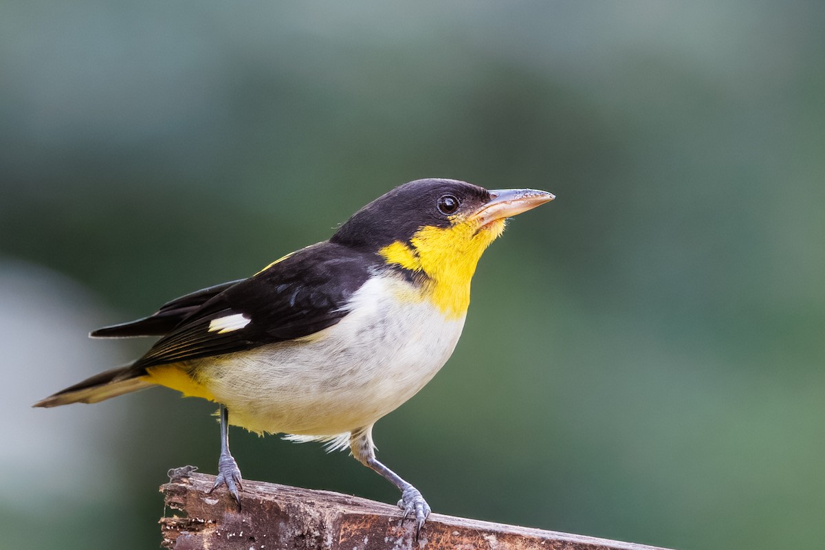 Yellow-backed Tanager - ML637626752