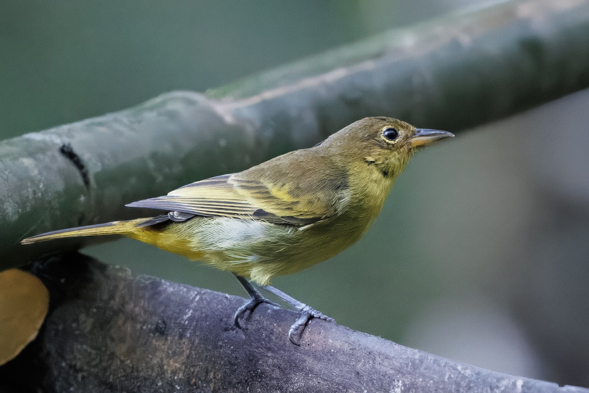 Yellow-backed Tanager - ML637626753