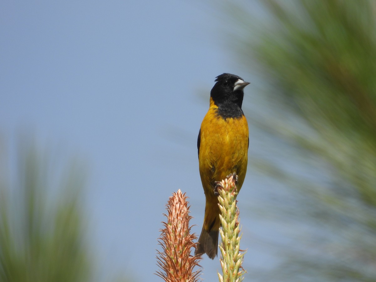 Black-headed Siskin - ML637626791