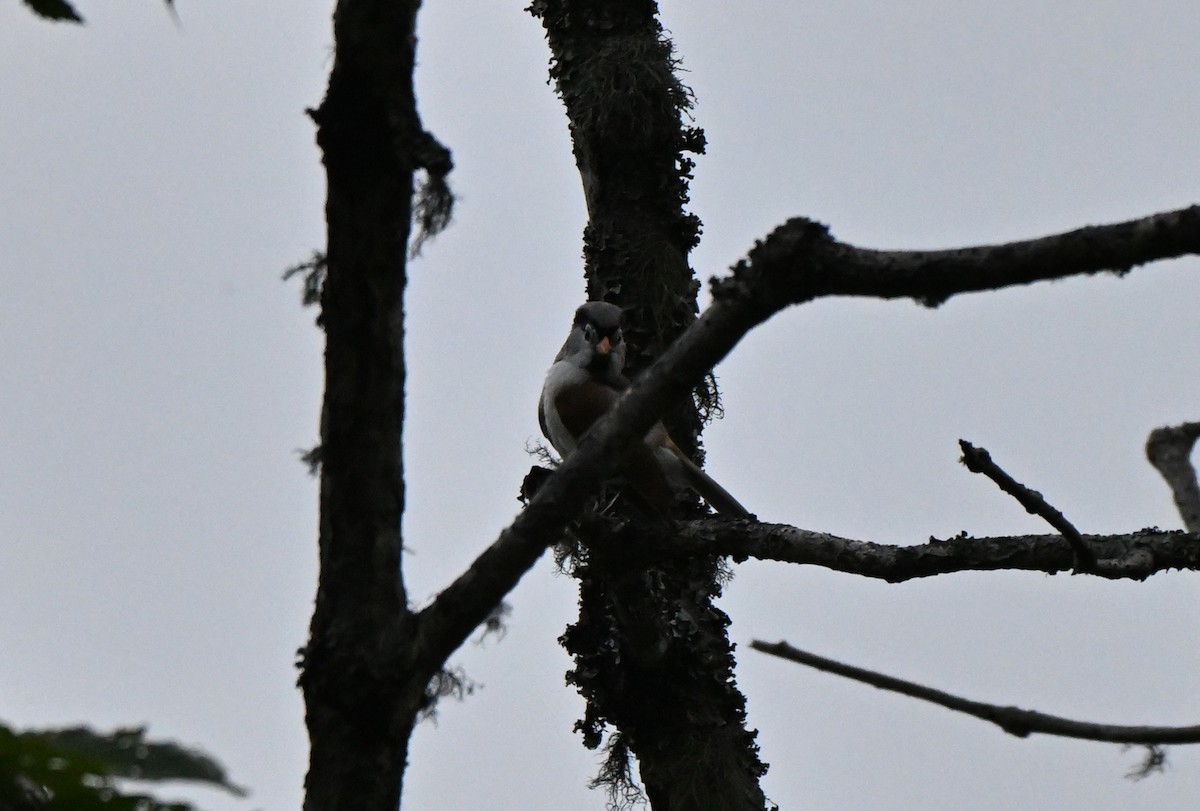 Gray-headed Parrotbill - ML637626816