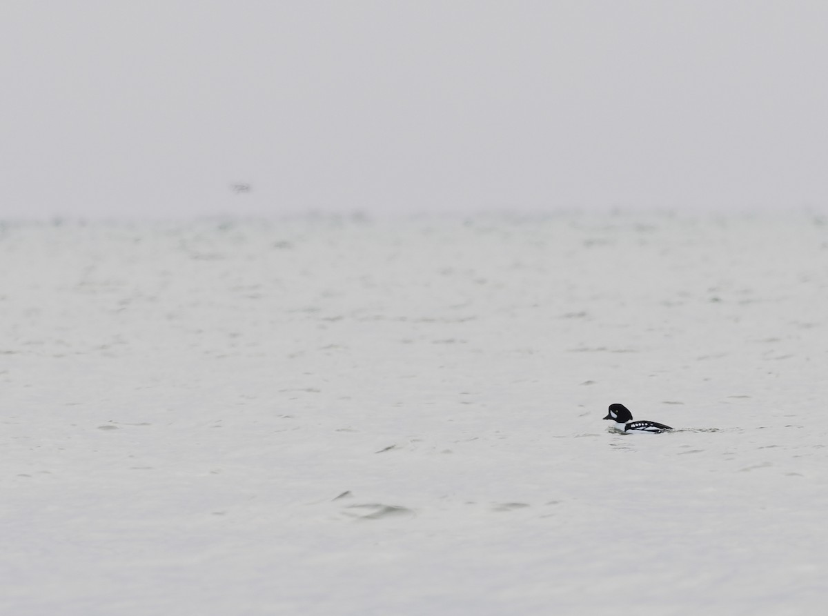 Barrow's Goldeneye - ML637626854