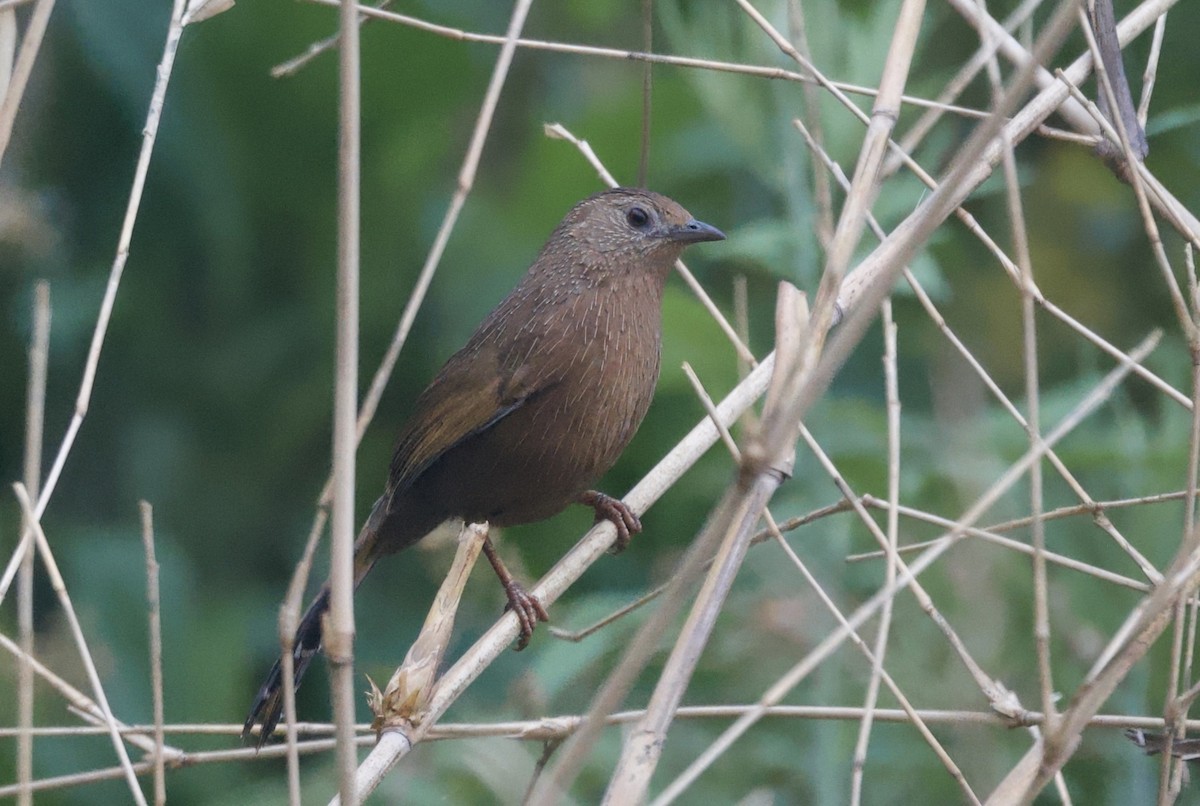 Bhutan Laughingthrush - ML637626860