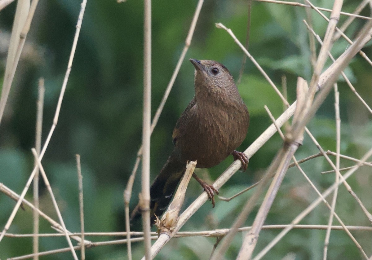 Bhutan Laughingthrush - ML637626861