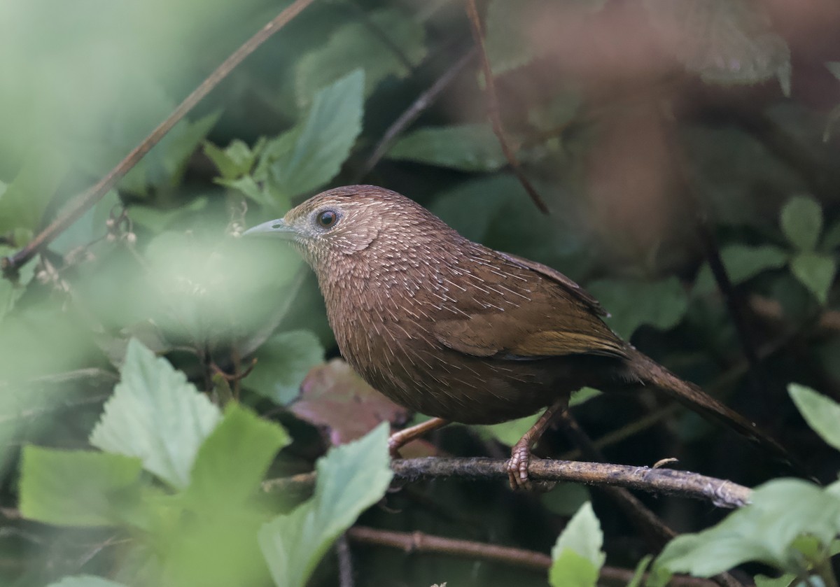 Bhutan Laughingthrush - ML637626879