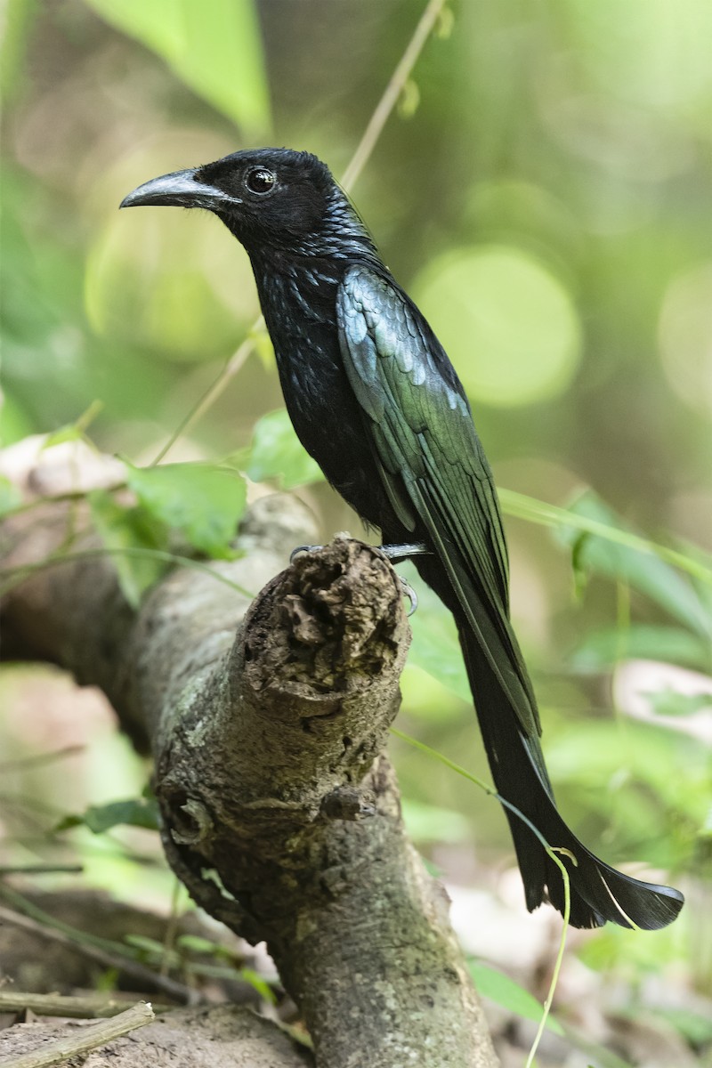 カンムリオウチュウ - ML637626883