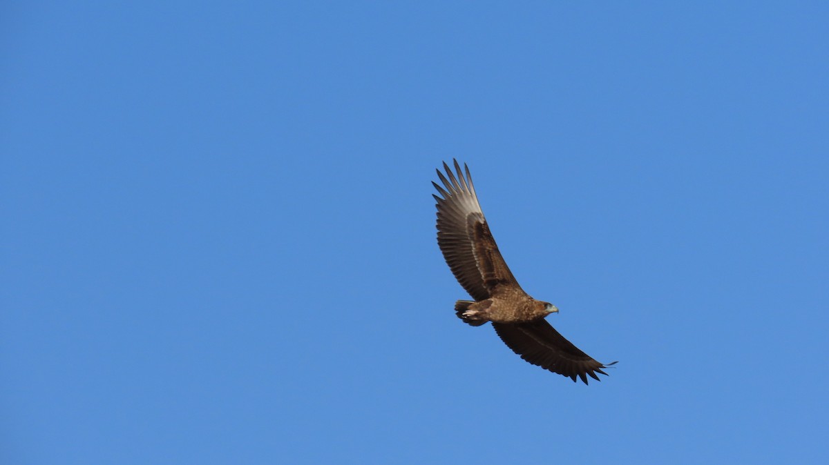 Bateleur - ML637626891