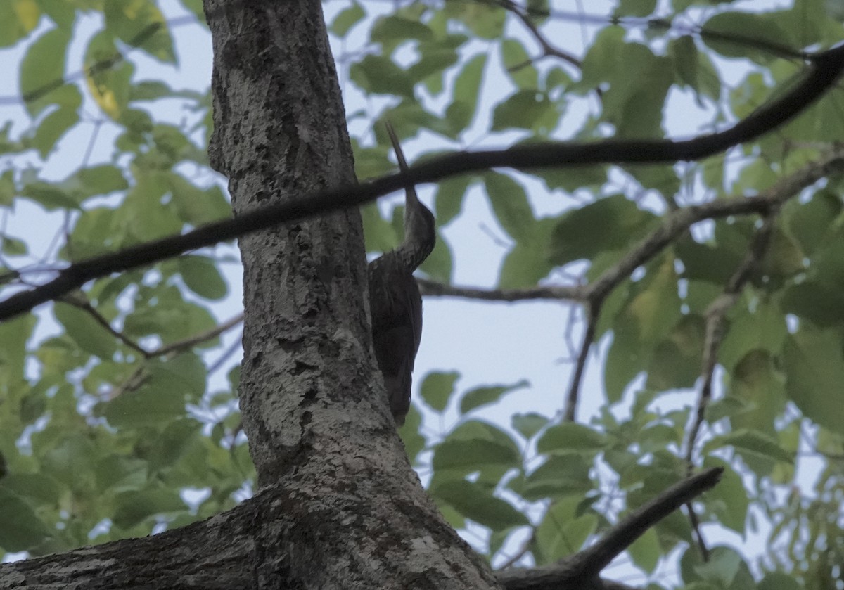 Long-billed Woodcreeper - ML637626892
