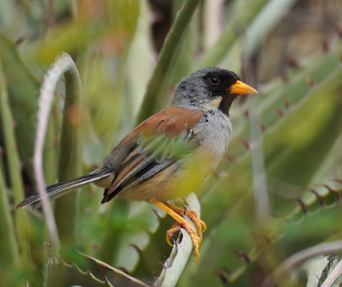 Buff-bridled Inca-Finch - ML637626925