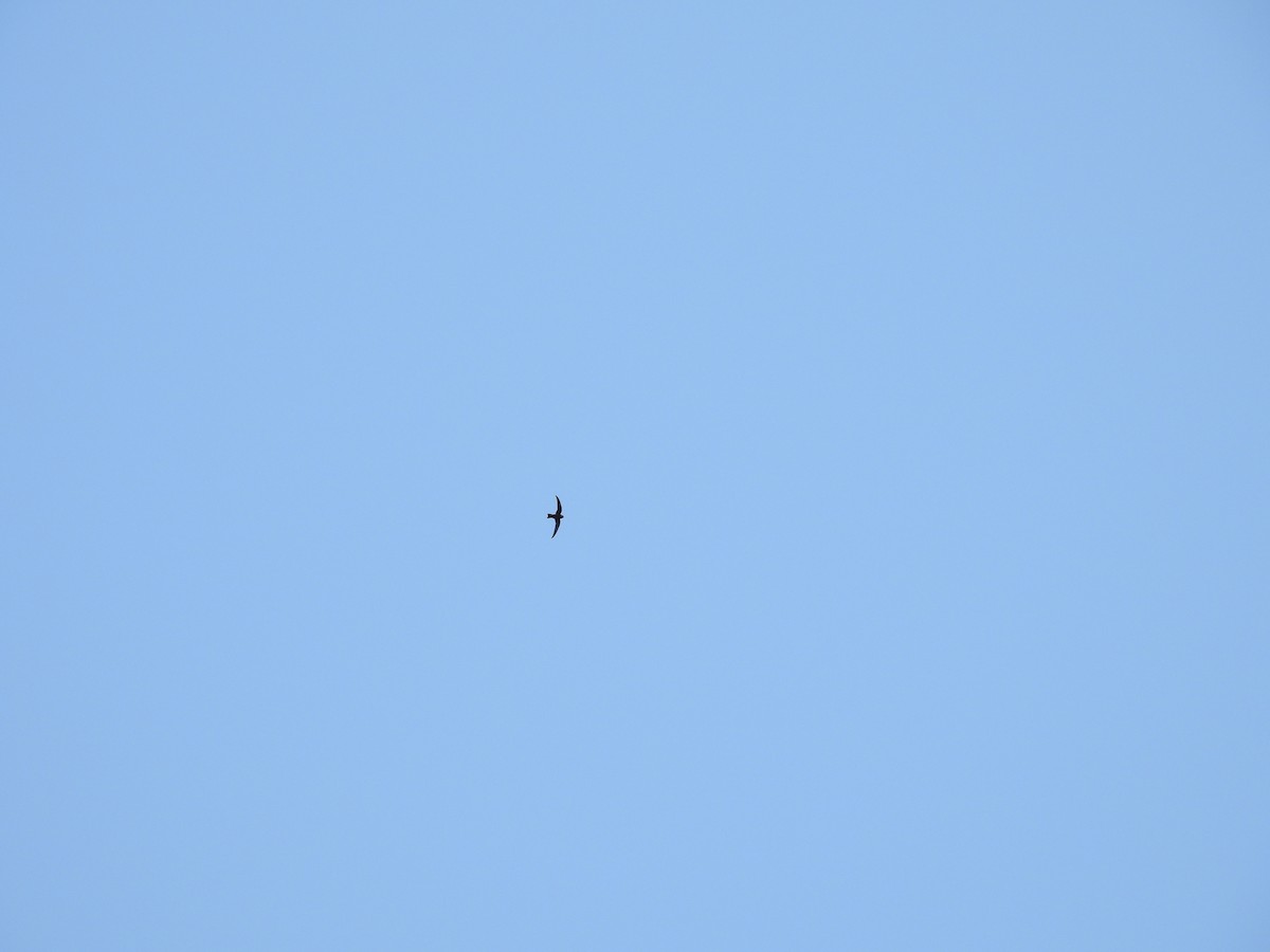 Black Swift - ML637626929