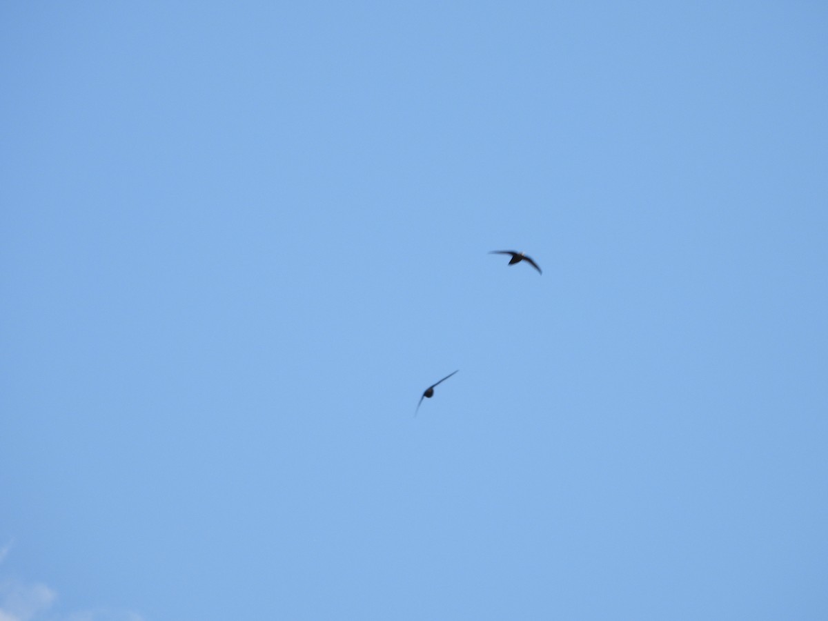 Black Swift - ML637626930