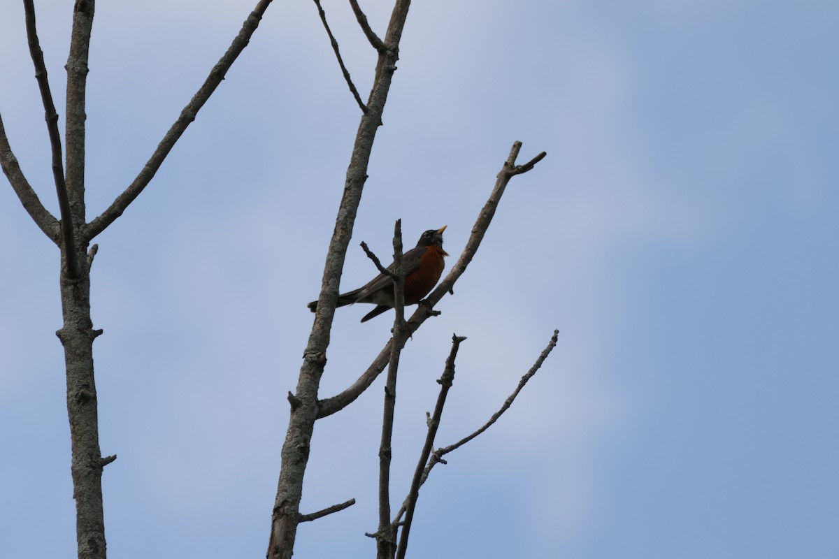 American Robin - ML637626937