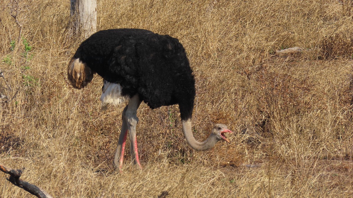 Common Ostrich - ML637626947