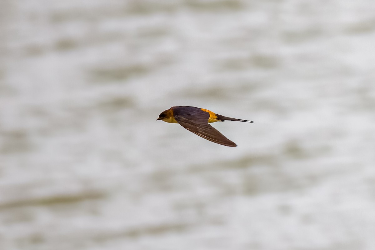 Golondrina Dáurica Oriental - ML637626955